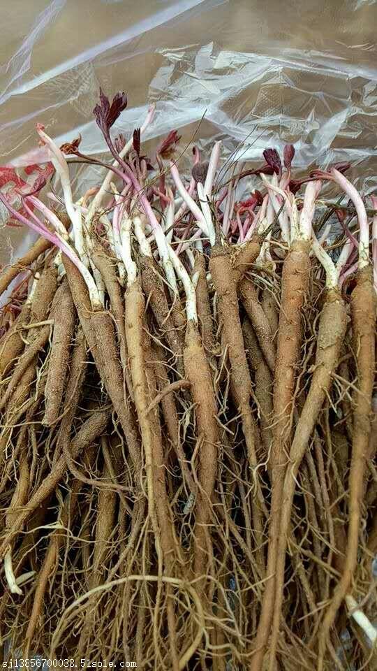 【采收加工】 芍药以根入药.