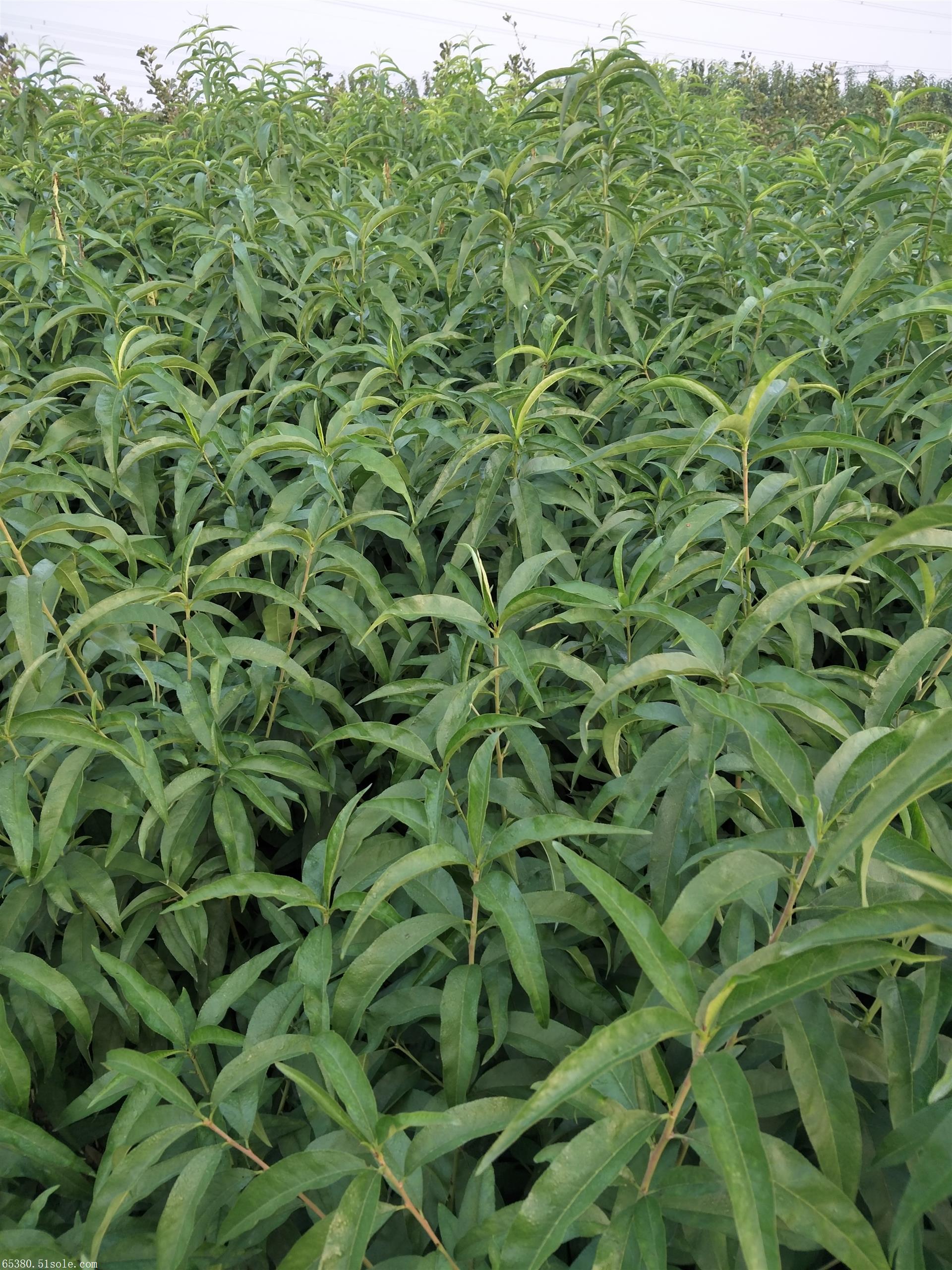 桃树苗价格 晚熟的黄桃树苗