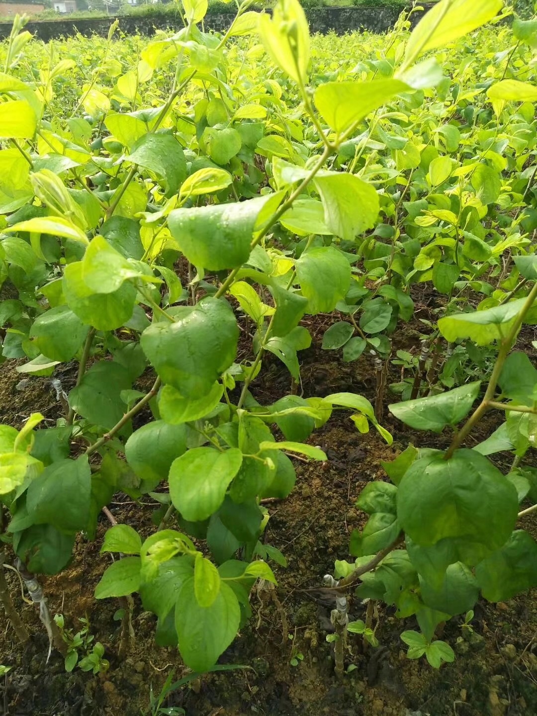 大青枣树苗 种植技术图片