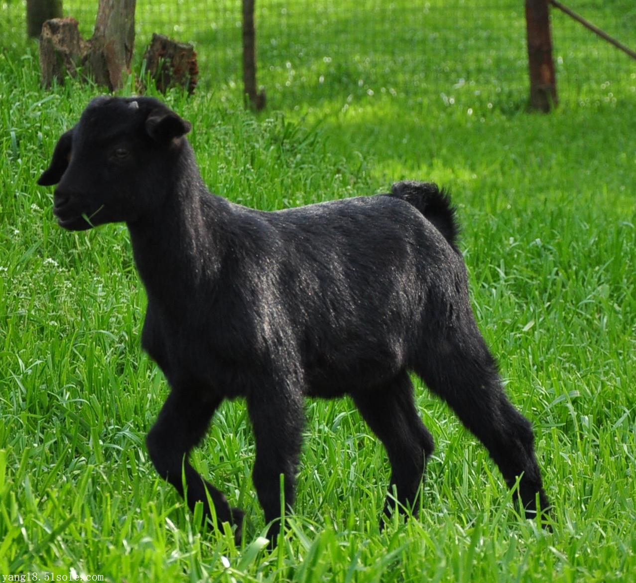 黑山羊基地,羊眼屎过多方案