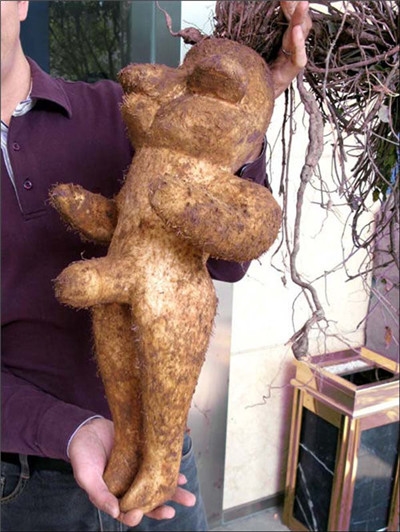 人形何首乌收购价格的认证依据