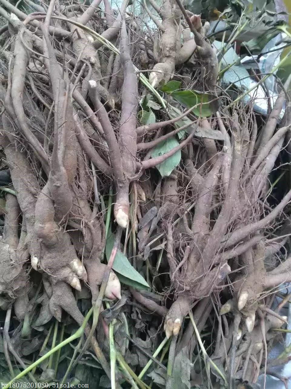 赤芍种苗相册(30张)