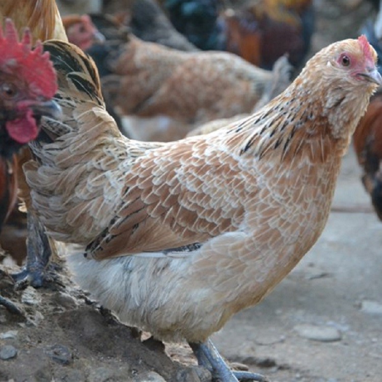 公司图片_广西走山农牧开发有限责任公司 - 搜了网