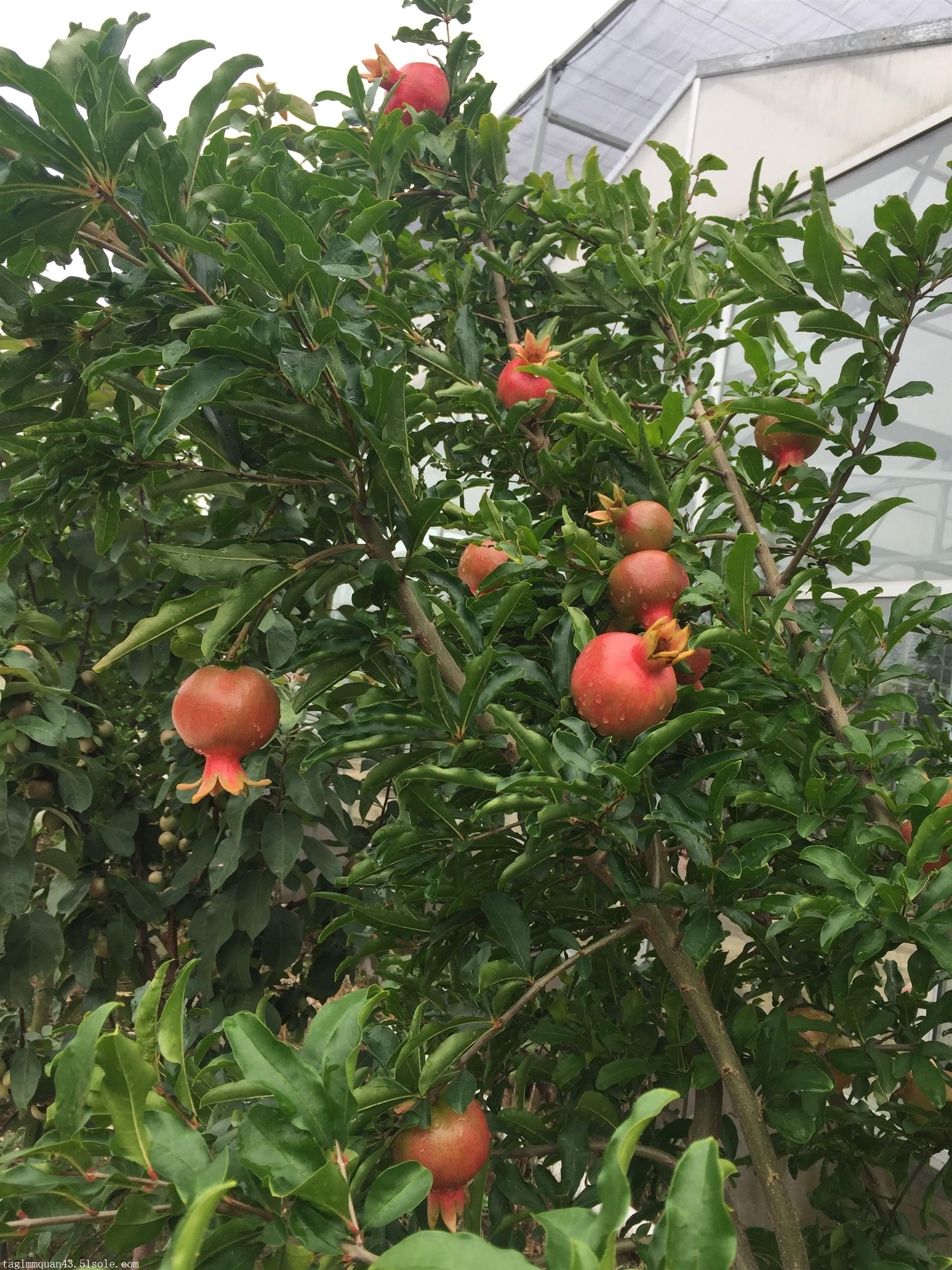 黑籽石榴苗价格