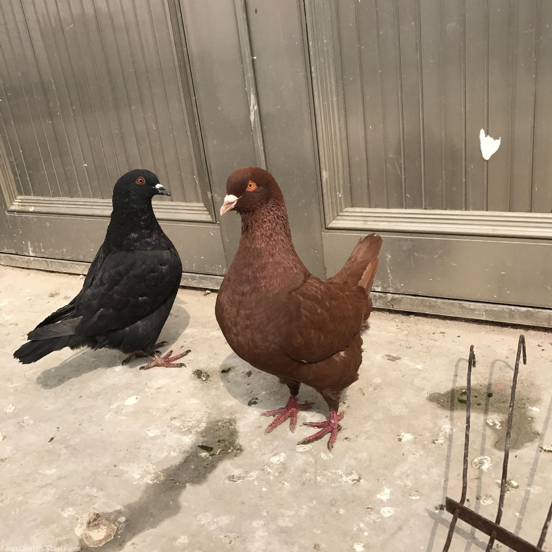 纯种元宝鸽种鸽活体出售青年活体元宝鸽种鸽价格包邮