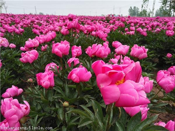 芍药栽培技术(芍药栽培技术视频)