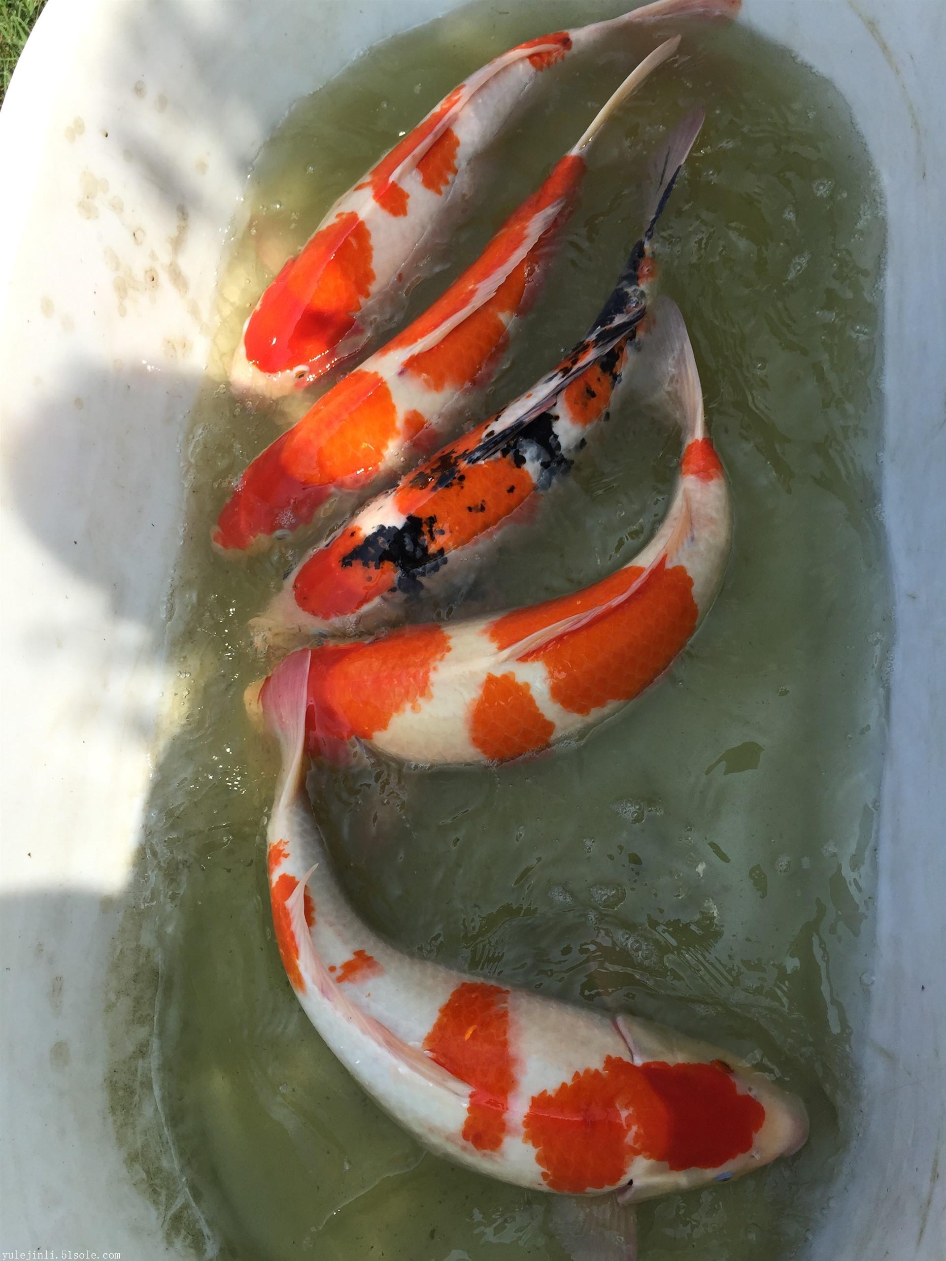 日本锦鲤苏州养殖场