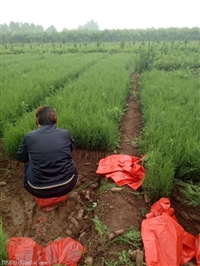 侧柏 侧柏苗 陕西侧柏苗种植基地 陕西侧柏农户直销