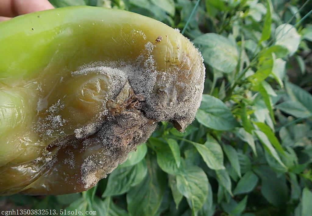 灰霉病菌核病特效药哪个厂家好美盛灰必治