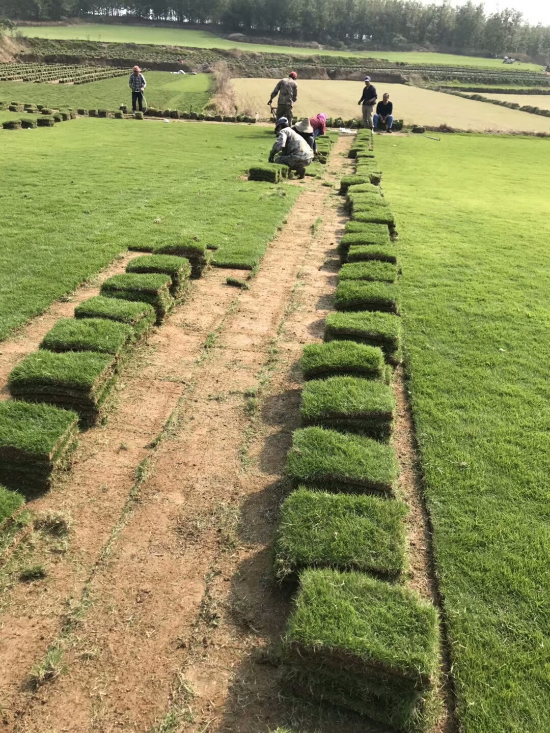 贵阳市绿化草坪基地图片