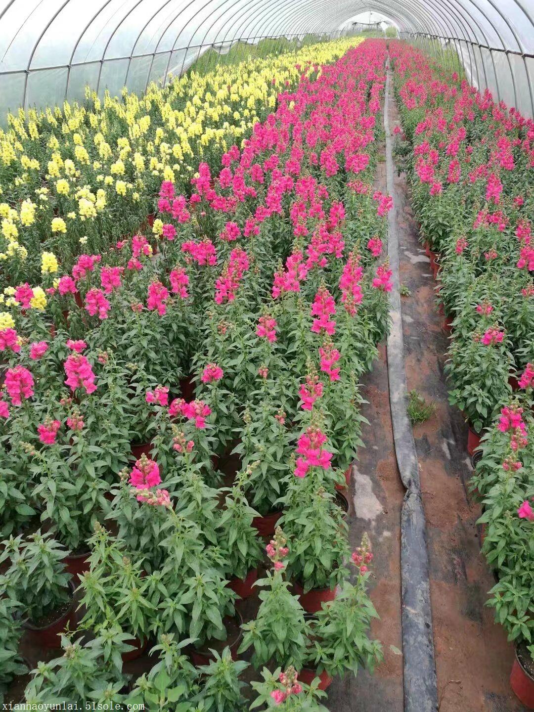 西安草花种植批发基地图片