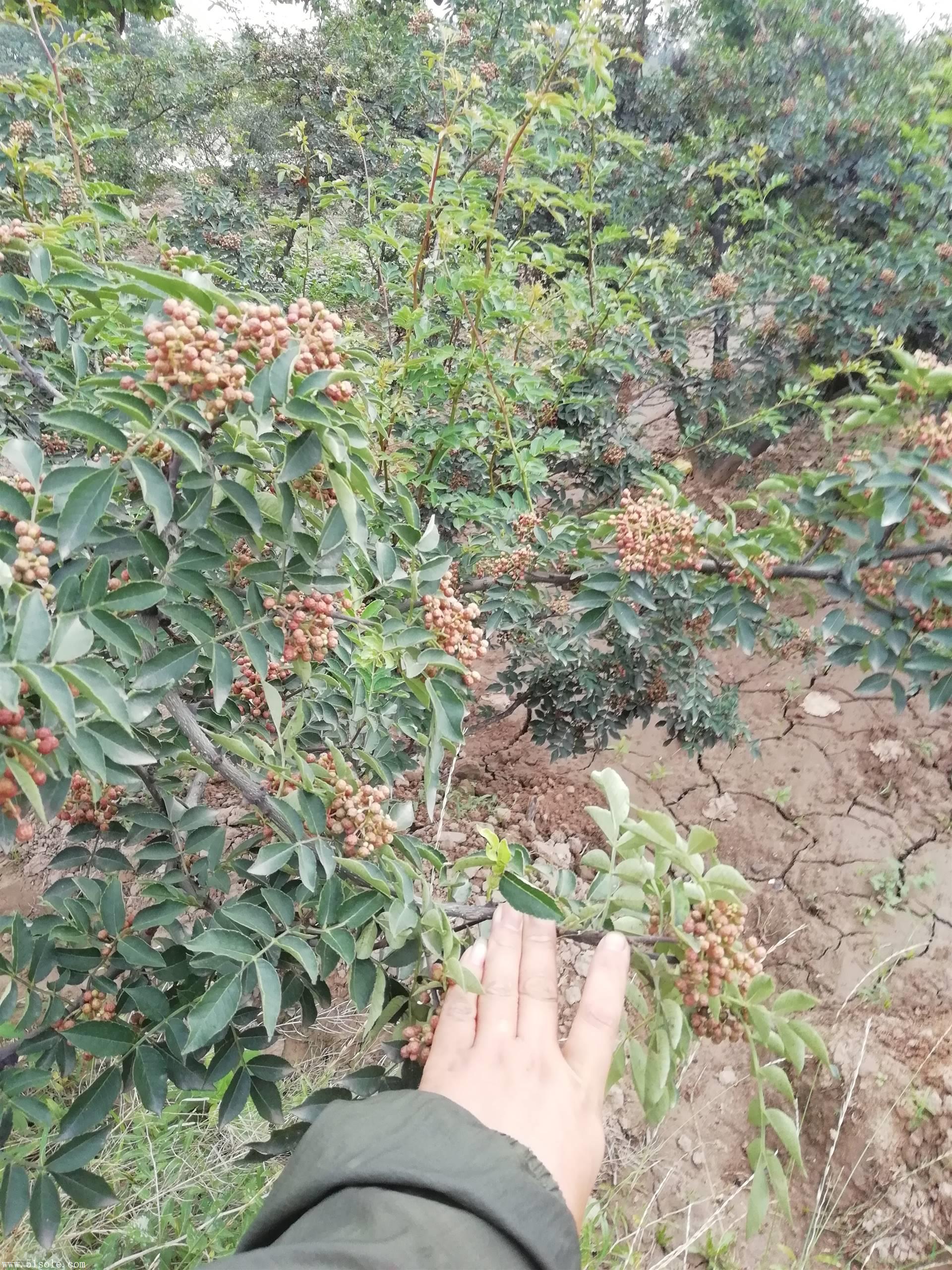 邢臺大紅袍花椒樹苗批發培育三十多年