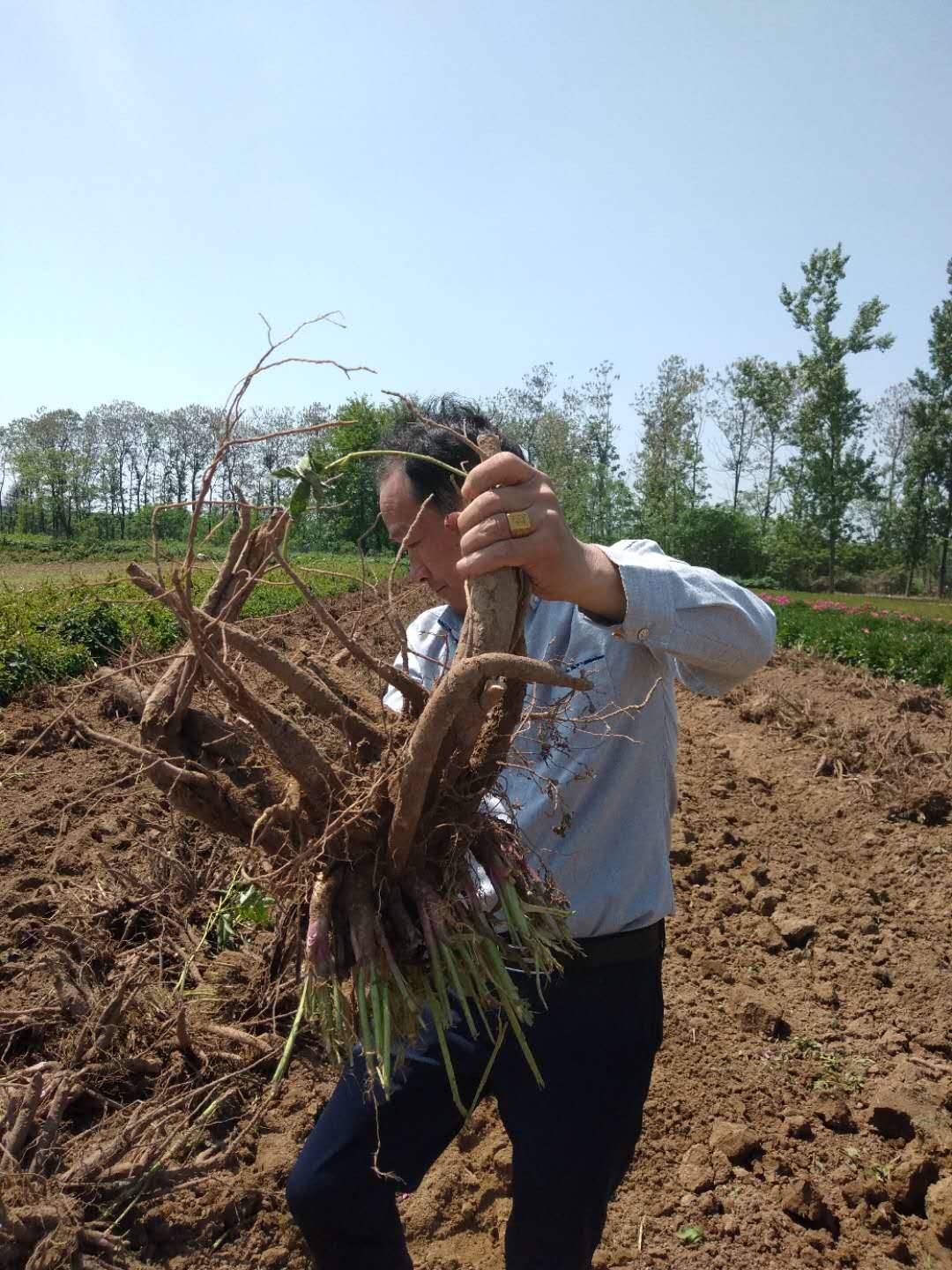 河南省种植白芍苗的优势及要点